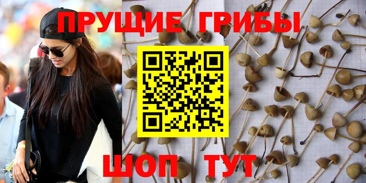 Тула  наркошоп  Вход с VPN  Псилоцибиновые грибы ЛСД  Псилоцибиновые грибы Psilocybine cubensis 